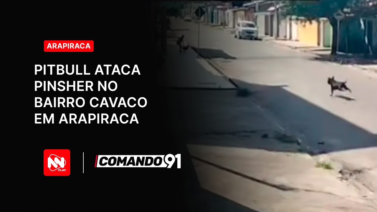 Pitbull ataca pinscher no bairro cavaco, em Arapiraca