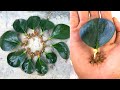 Rễ và chồi mọc từ lá cây trường sinh | Baby Rubber Plant | Indoor Plants