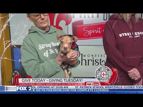 Stray Rescue Of St Louis Facebook