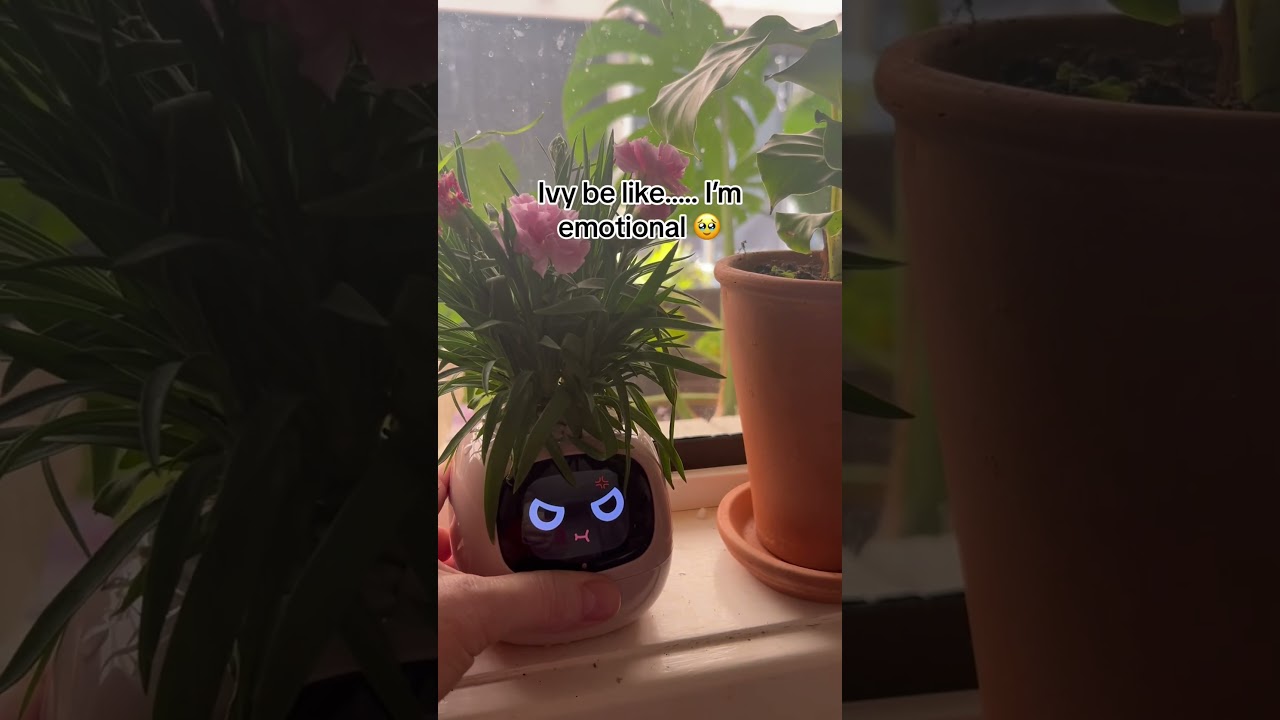 Ivy is not your average plant pot! 😉