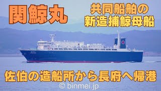 ㊗竣工‼️ 関鯨丸 佐伯の造船所から長府へ帰港 KANGEI MARU - KYODO SENPAKU brand new whaling mother ship