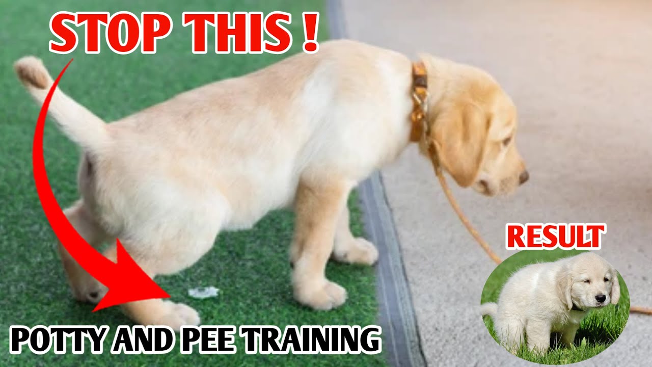 Potty and pee Training mistake dog owners make / puppy potty training