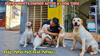 Về thăm bố mẹ, Bắp làm Cà Rốt gãy mất 1 cái răng | Puppy meets Owner after a long time