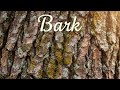 Bark Lec 2 🌳