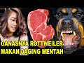 ANJING GANAS DIKASIH DAGING MENTAH 10 KG !!! - ROTTWEILER MUKBANG