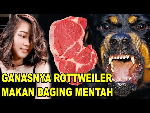Video: Baca Dasar Daging Mentah AVMA - Anjing Nugget Pemakanan