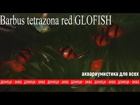 красный суматранский барбус глофиш, Barbus tetrazona red GLOFISH, аквариумные рыбки