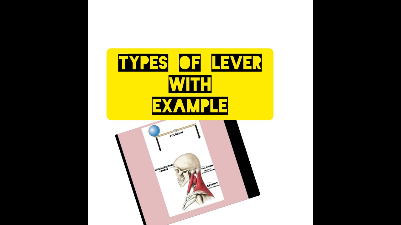 TYPES OF LEVER, ANATOMICAL EXAMPLE YouTube