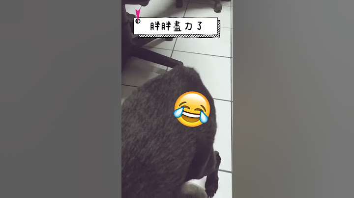 胖胖搖尾巴