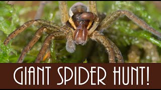 Hunt for Raft Spiders  one of the UKs biggest species!