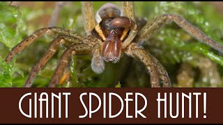 Hunt for Raft Spiders - one of the UKs biggest species!