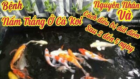 Trị Bệnh Nấm Trắng Cho Cá Koi - Dứt Điểm Từ 2 Đến 5 Ngày Chỉ Với 20k - Nguyên Nhân Và Cách Khắc Phục