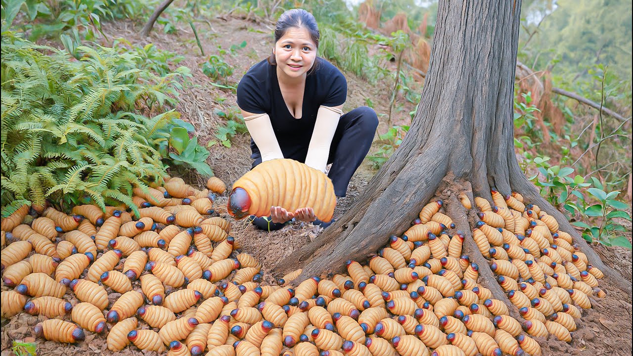 Harvesting Hundreds of Coconut Worms, Cooked by Mountain Girl – Can You Eat This?