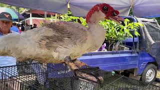 Harga Entok Bebek Rambon Super Ayam Bangkok Jago Murah Pasar Hewan Terbesar Pon Bandongan Magelang 