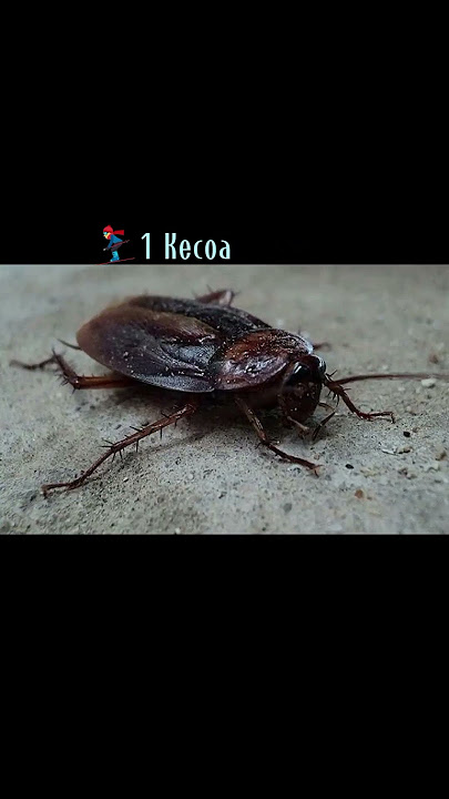 Selain Ular, 5 Hewan Ini Juga Tetap Hidup Meski Kepalanya Putus #hewanunik#viral#shorts#animals
