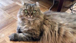 【番外編】プリンとは正反対な性格のツンツン猫様の猫パンチ炸裂！-A cat with a different personality from Purin. Its name is Mimi.