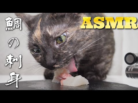 【ASMR】鯛のお刺身をムシャムシャ食べる猫の咀嚼音🐈‍⬛🐈🐟🎧