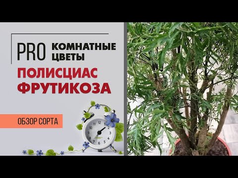 Видео: Когда сажать папоротниколистный пион?