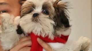 Introducing Wicket the Dog to Friends and Family!
