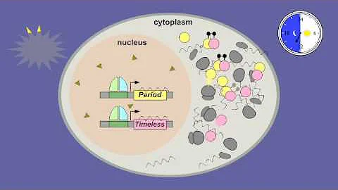 08 6 Circadian Rhythms