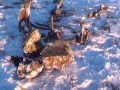 В Якутии обнаружили мамонта с жидкой кровью (новости)