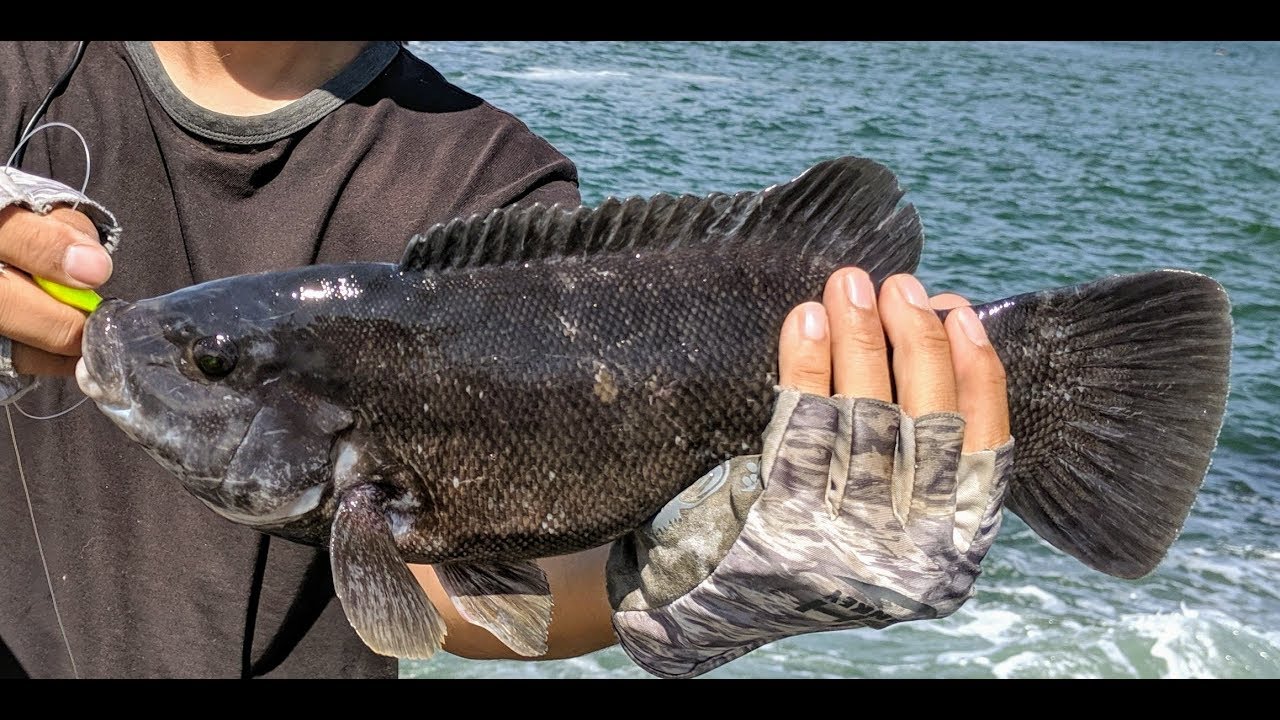 Tautog (Blackfish) Fishing - Jig or Rig?? NJ Party Boat Fishing 2019 