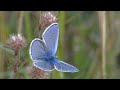 Im rausch der natur  der besoffski falter