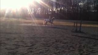 The Willow Show - Flatwork at Home