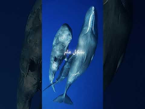 من هو الحيوان الذي يمتلك اكبر دماغ