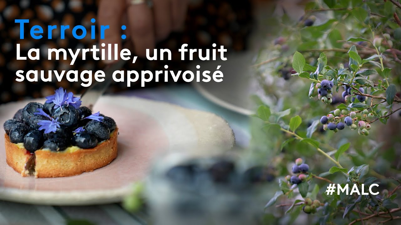 Terroir : la myrtille, un fruit sauvage apprivoisé