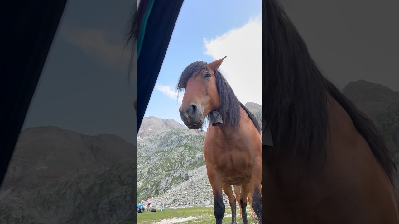 On fait de ces rencontres le matin au réveil dans les Pyrénées 😂👌🏻🤩 