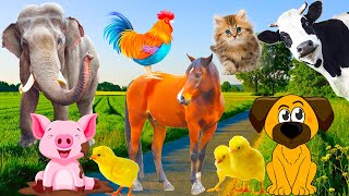 Weight of familiar animals: Elephant, cow, pig, horse, chicken, cat, duck