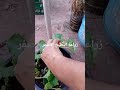 كيف تجعل زراعة الاسطح تنمو بشكل جيد #ytshorts #زراعت #garden #gardening #نباتي