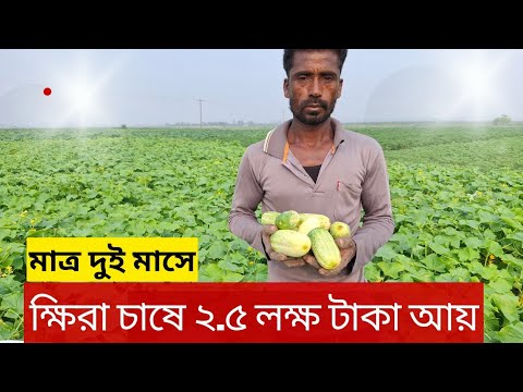 2 5 Lakhs Of Khira Sold In Just Two Months Cucumber Cultivation Khira Chas Bangladesh