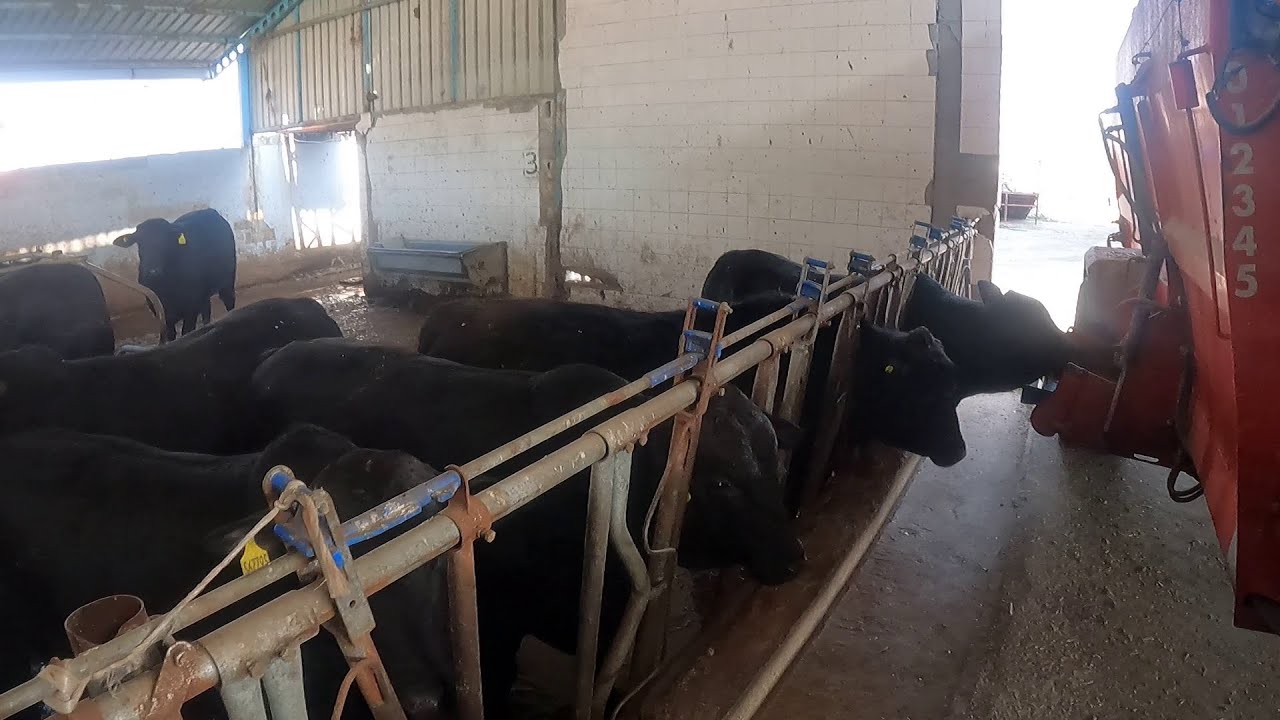 550 KG + BESİ İÇİN GÜNCEL RASYONUMUZ