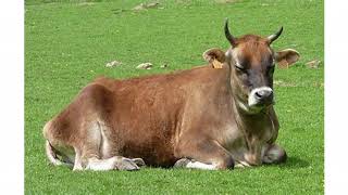 ग्यावन गाय या भैंस को ज्यादा से ज्यादा कीमत पर कैसे बेचें | How to Sell your Cow at Higher Price