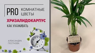 Пальма комнатная | Золотой цветок Хризалидокарпус | Домашняя пальма