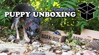 Cattle Dog Tackles Two BarkBoxes by FindRocket 149 views 5 years ago 2 minutes, 26 seconds