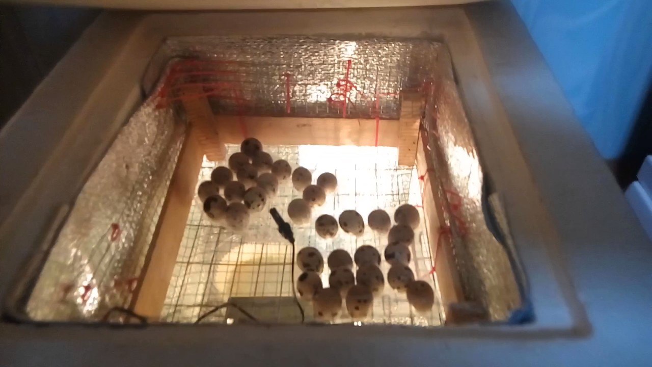 инкубатор автоматический дип 50ж. инкубатор "спектр-84-01". увлажнитель для инкубатора 12 вольт. планшетный инкубатор для эко на 16 отсеков. автоматический инкубатор птичка 100ц.