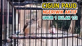 Cigun Paud Ngeriwik Aktif, Umur 1 Bulan Lebih Belajar Ngbren AK47