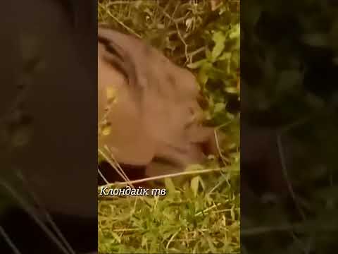 Гиены напали на слона.
