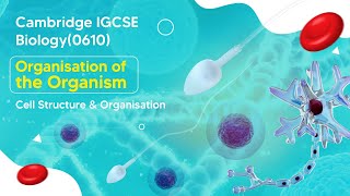 Unveiling the Wonders of Specialized Animal Cells & Functions | Cambridge IGCSE Biology