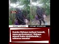 Kumbe Wahaya Msibani Hawalii Wana Performance Wahaya Mjooni Huku Mtufafanulie Kumbe Wahaya Msibani Hawalii Wana Performance Wahaya Mjooni Huku Mtufafanulie