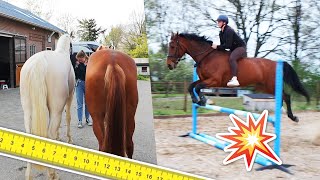 ZONDER ZADEL SPRINGEN, paarden METEN & JARIG! | felinehoi VLOG #567