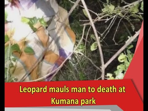 Leopard mauls man to death at Kumana park