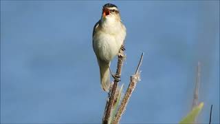 Sedge Warbler