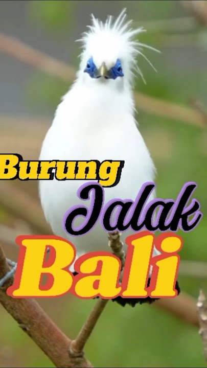 Video hewan | Burung Jalak Bali | #short #shorts #funny #starlingbird #burung