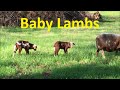 Raising Katahdin Sheep~My 2016 Lamb Crop~Part 2