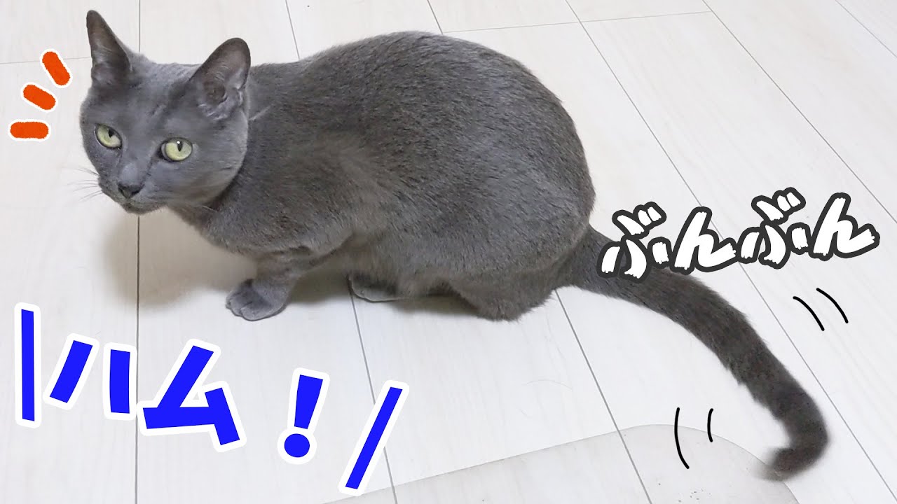 ママには無なのにパパには尻尾で返事する猫ハムちゃん