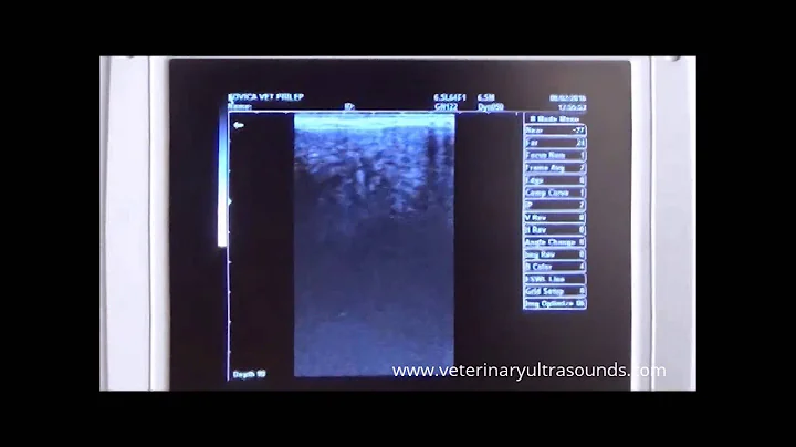 37 Day Pregnant Cow Diagnosed With Portable Ultrasound